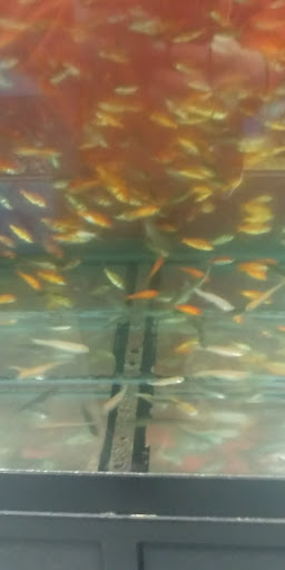 Pet Supply Store «Petco Animal Supplies», reviews and photos, 8775 SW Tualatin-Sherwood Rd, Tualatin, OR 97062, USA