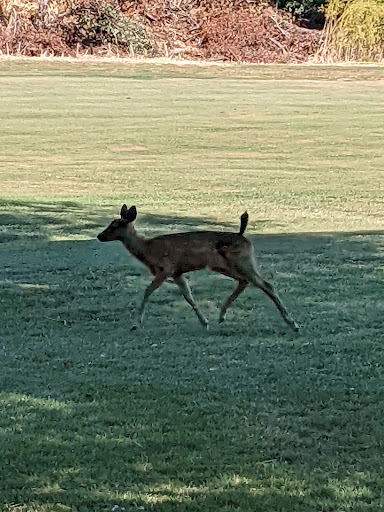 Golf Course «Redwood Canyon Golf Course», reviews and photos, 17007 Redwood Rd, Castro Valley, CA 94546, USA