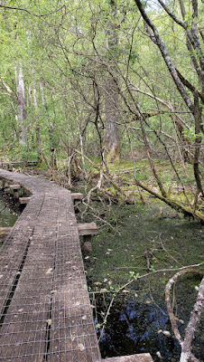 Site naturel de la forêt humide de Mousseuse à La Ferté-Vidame