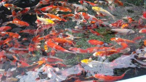 Pet Supply Store «Concord Feed Pet & Livestock Supplies», reviews and photos, 228 Hookston Rd, Pleasant Hill, CA 94523, USA