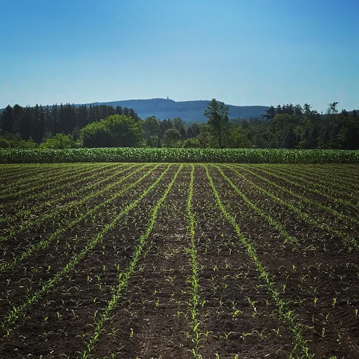 Produce Market «Saunderskill Farms», reviews and photos, 5100 US-209, Accord, NY 12404, USA