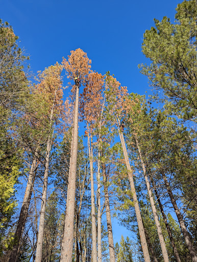 YFR Tree & Land Management image