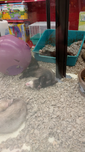 Pet Supply Store «Petco Animal Supplies», reviews and photos, 415 E University Dr, Granger, IN 46530, USA
