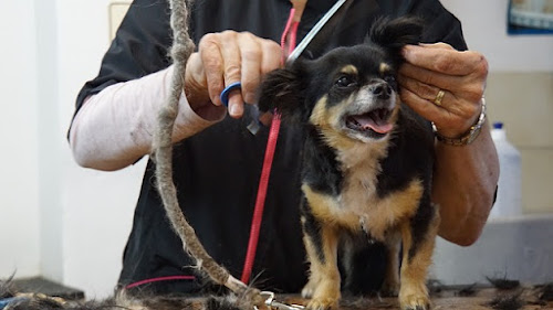 Tierfriseur Hundesalon Wangen Inh. Jolanthe Schottok Wangen im Allgäu