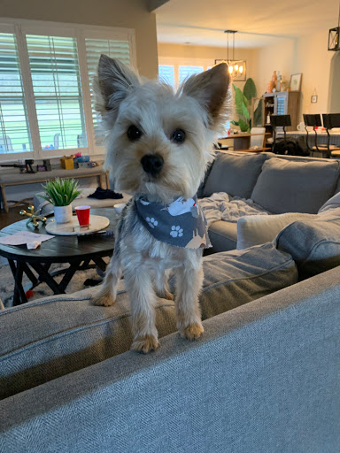 Pet Groomer «The Groom Room», reviews and photos, 1180 Long Hollow Pike, Gallatin, TN 37066, USA