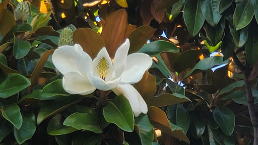 Supermarket «ALDI», reviews and photos, 1403 S Baldwin Ave, Arcadia, CA 91007, USA