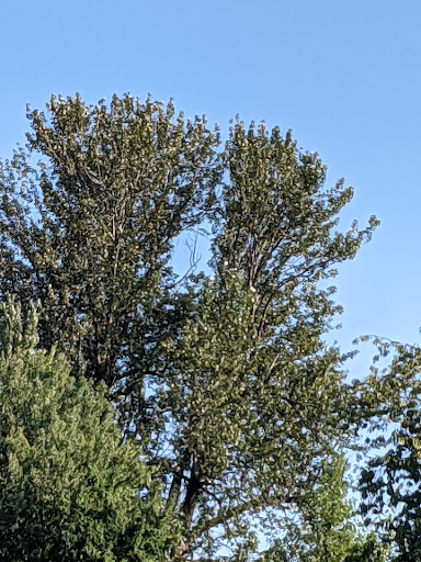 Park «Hogan Park», reviews and photos, 24400 Russell Rd, Kent, WA 98032, USA