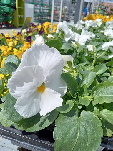 Home Improvement Store «The Home Depot», reviews and photos, 902 Murray Rd, East Hanover, NJ 07936, USA