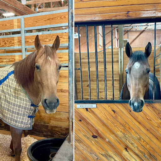 Lebanon Equine Clinic image