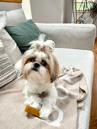 Pet Supply Store «Pet Supplies Plus», reviews and photos, 1289 N Milwaukee Ave, Chicago, IL 60622, USA