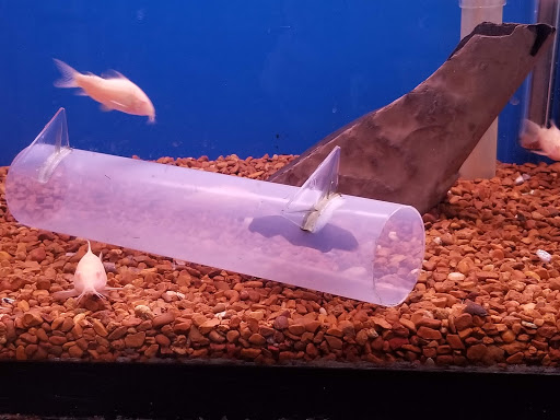 Pet Store «V.I. Pets», reviews and photos, 11975 E Lakewood Blvd, Holland, MI 49424, USA