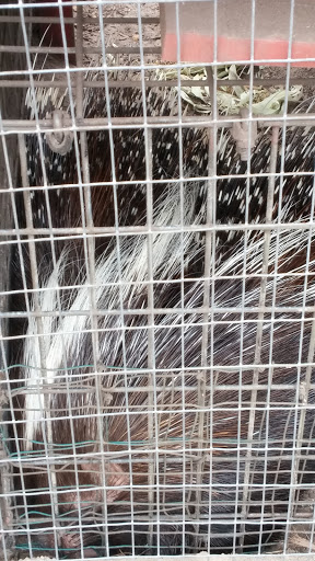 Zoo «Florida International Teaching Zoo», reviews and photos, 7725 FL-48, Bushnell, FL 33513, USA