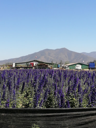 Vivero Las Rosas - La Cruz