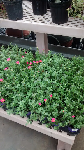 Hardware Store «Ace Handiman Hardware», reviews and photos, 705 N Atlantic Ave, Cocoa Beach, FL 32931, USA