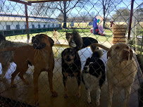 Country Acres Pet Resort - Photo 9 - Car repair in Arlington, TX, Arlington