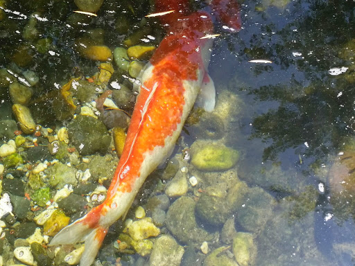 Building Materials Store «Silverado Building Materials», reviews and photos, 9297 Jackson Rd, Sacramento, CA 95826, USA