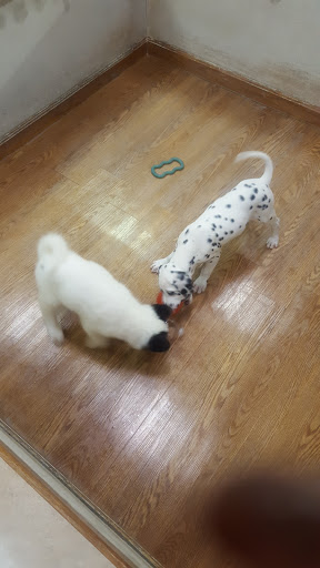 Pet Store «Animal Kingdom», reviews and photos, 4500 N Oracle Rd #254, Tucson, AZ 85705, USA