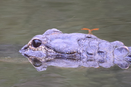 Nature Preserve «Grassy Waters Preserve», reviews and photos, 8264 Northlake Blvd, West Palm Beach, FL 33412, USA