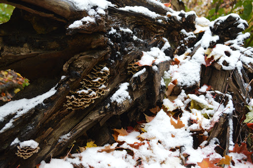 Park «Shadow Falls Park», reviews and photos, 30 N Mississippi River Blvd, St Paul, MN 55104, USA