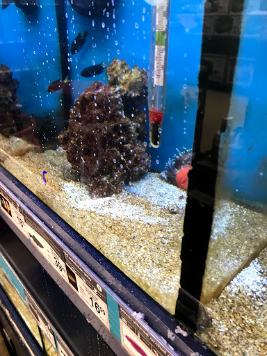 Pet Supply Store «Petco Animal Supplies», reviews and photos, 175 Grandview Blvd #600, Madison, MS 39110, USA