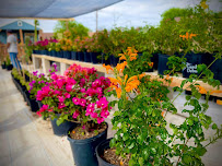 Sun Grown Nursery - Photo 4 - Car repair in Laredo, TX, Laredo
