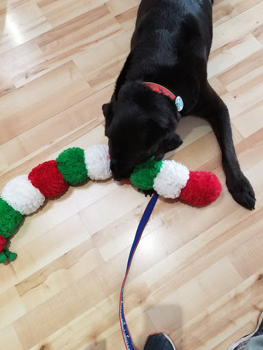 Pet Supply Store «Natural Pet Essentials», reviews and photos, 3440 Seminole Trail #105, Charlottesville, VA 22911, USA