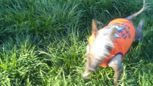 Park «Sargent Park», reviews and photos, 3530 E Douglas Ave, Des Moines, IA 50317, USA