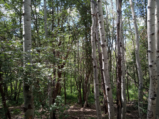 Amusement Park Ride «Park City Alpine Slide», reviews and photos, 1345 Lowell Ave, Park City, UT 84060, USA