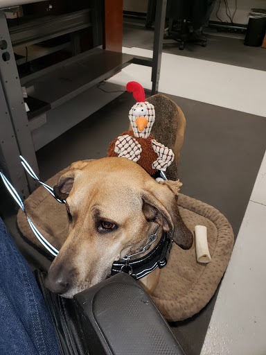 Fur Goodness Sake Grooming