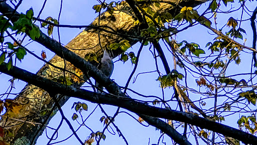 Nature Preserve «Gummere Woods And Marsters Preserve Trail», reviews and photos, 4 Wheeler Rd, North Grafton, MA 01536, USA