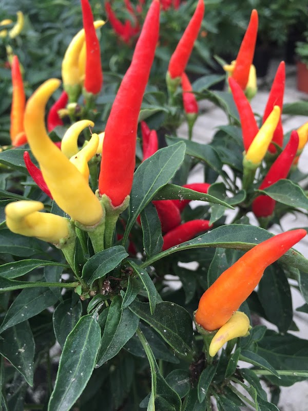 Imagen de Viveros Luis Moreno - Centro de Jardinería y Ocio (18 de 28)