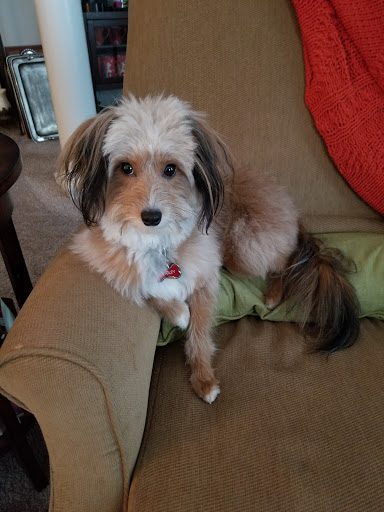 Pet Supply Store «Land of Paws», reviews and photos, 4021 Somerset Dr, Prairie Village, KS 66208, USA