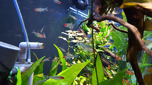 Tropical Fish Store «Optimum Aquarium», reviews and photos, 840 Ernest W Barrett Pkwy NW #700, Kennesaw, GA 30144, USA