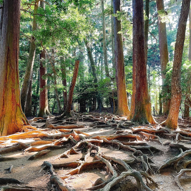 木の根道