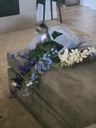 Craft Store «Michaels», reviews and photos, 16474 N Marketplace Blvd, Nampa, ID 83687, USA