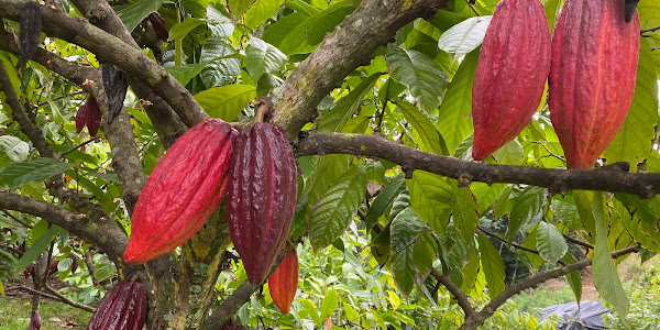 Lydgate Farms Kauaʻi Chocolate