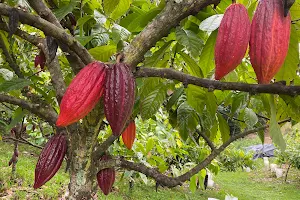 Lydgate Farms Kauai Chocolate image