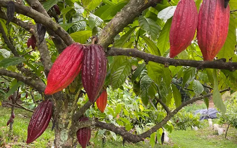 Lydgate Farms Kauai Chocolate image
