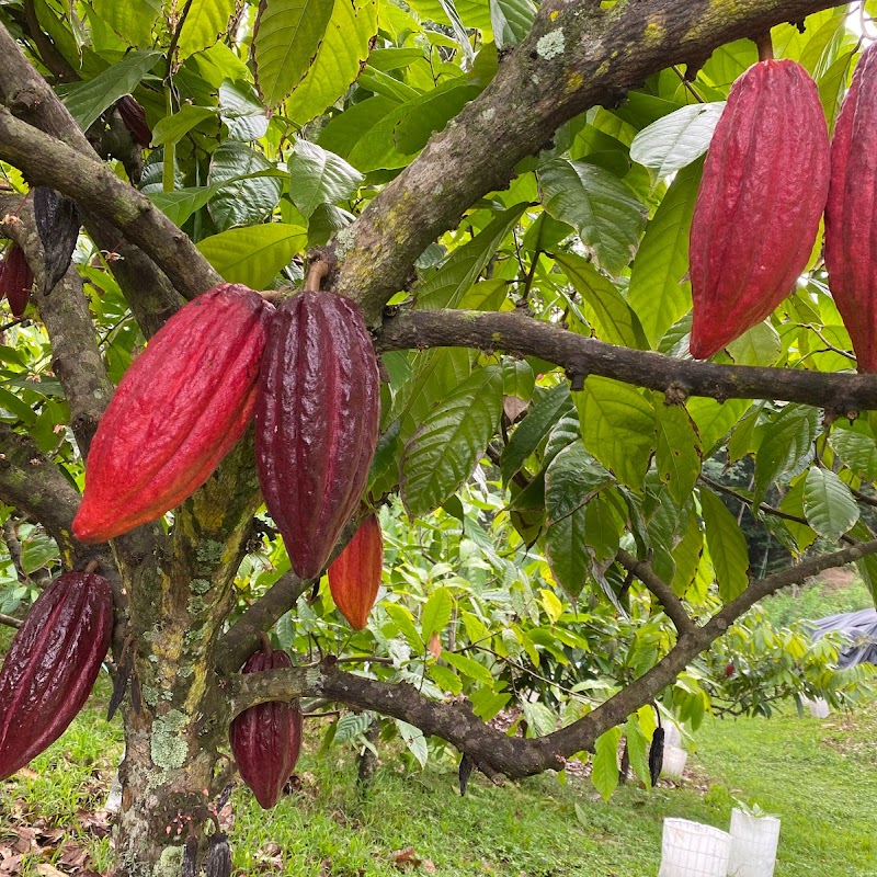 Lydgate Farms Kauaʻi Chocolate