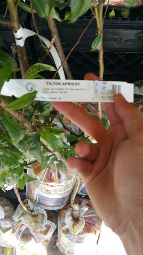 Grocery Store «Rays Food Place», reviews and photos, 875 Redwood Dr, Garberville, CA 95542, USA