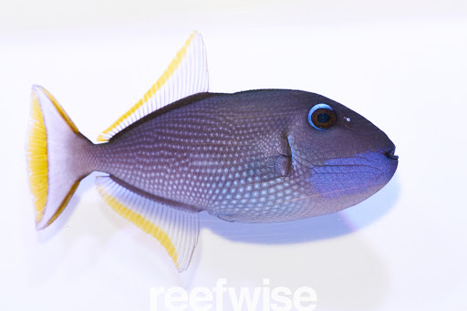 Tropical Fish Store «Reefwise», reviews and photos, 5401 Patton Dr #105, Lisle, IL 60532, USA
