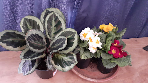 Home Improvement Store «The Home Depot», reviews and photos, 2615 50th St, Lubbock, TX 79413, USA