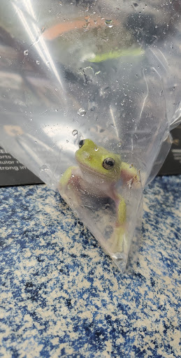 Pet Store «Pet Town», reviews and photos, 7804 Florence Ave, Downey, CA 90240, USA