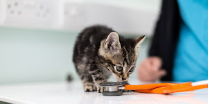 Green Lane Veterinary Centre