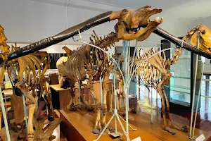 Chulalongkorn University Museum of Natural History image