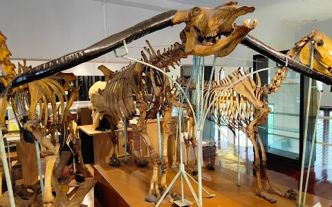 Chulalongkorn University Museum of Natural History image