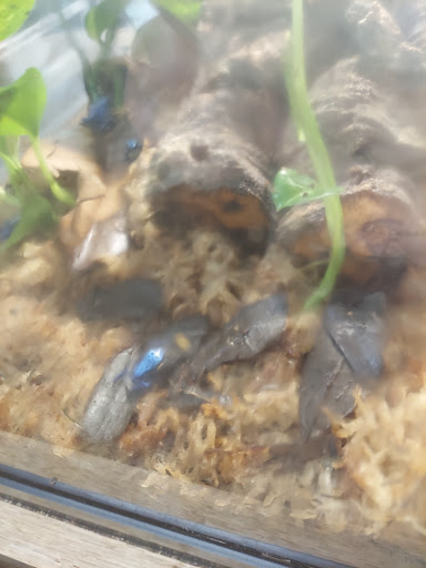 Reptile Store «Pets & Things», reviews and photos, 44825 Van Dyke, Utica, MI 48317, USA