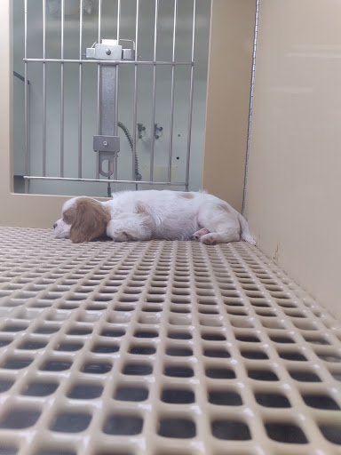 Pet Supply Store «Petland Dallas», reviews and photos, 11909 Preston Rd, Dallas, TX 75230, USA