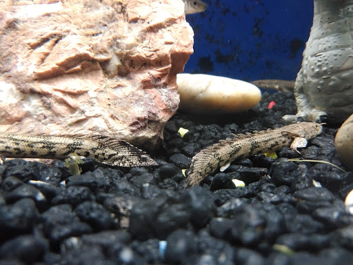 Pet Supply Store «Pet Station Jackson», reviews and photos, 1617 E Michigan Ave, Jackson, MI 49202, USA