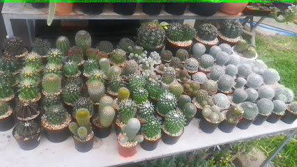 C-tus Cactus